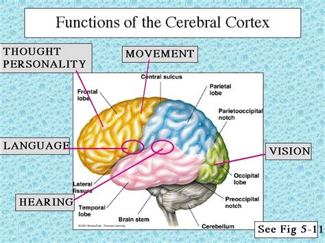 Functions Of The Cerebral Cortex