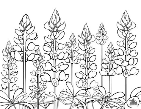 We generally only post a few sale items per month on our pages so that we will not fill up your wall with daily ads. Texas Bluebonnets Coloring Sheet