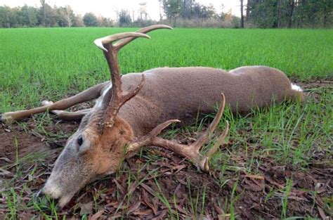 Review Winchester Deer Season Xp Bullets Designed Just For Deer