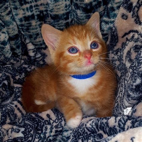 Ginger Kittens For Sale In Walsall West Midlands Gumtree