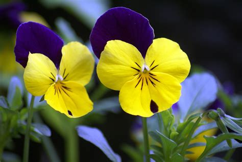 3840x2160 Wallpaper Violet Yellow Pansy Flowers Flower Petal