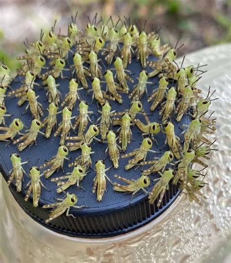 This Baby Grasshopper Army In My Friends Garden