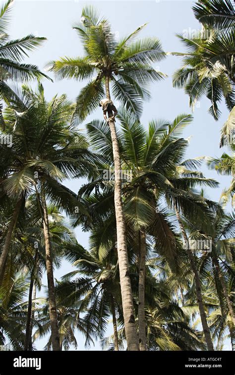 Coconut Tree Climber Stock Photo Alamy