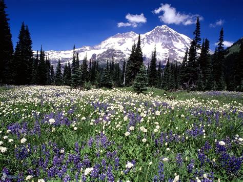 42 Mount Rainier Meadow Flowers Wallpaper Wallpapersafari