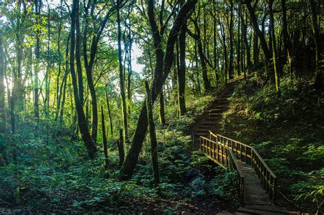Free Images Environment Forest Jungle Outdoors Path Pathway