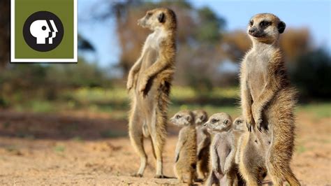 Hang With Meerkats In The Kalahari Desert 360 Video