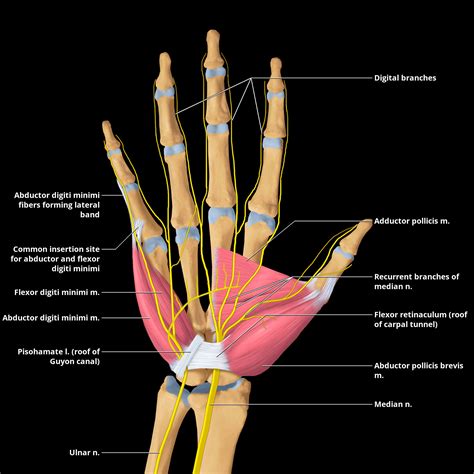 Innervation Of The Hand Muscles Nerve Innervation Of Vrogue Co