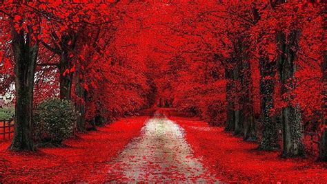 Black Asphalt Road Between Red And Green Trees During Daytime Red
