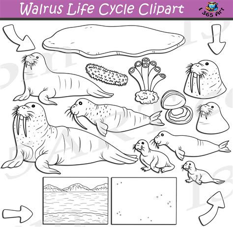Walrus Life Cycle Clipart Set Download Clipart 4 School