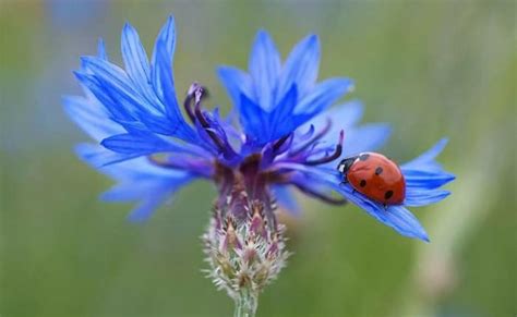 How to attract ladybugs to the garden. 26 Plants that Attract Ladybugs