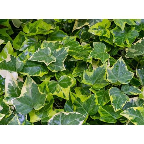 Bell Nursery 4 In Variegated English Ivy Plant Live Perennial