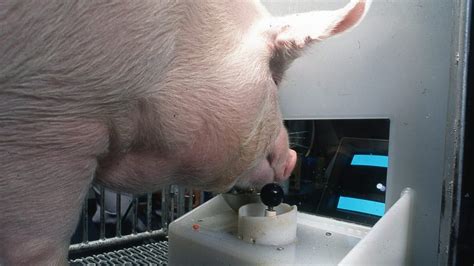 They Measured The Intelligence Of Pigs With A Video Game