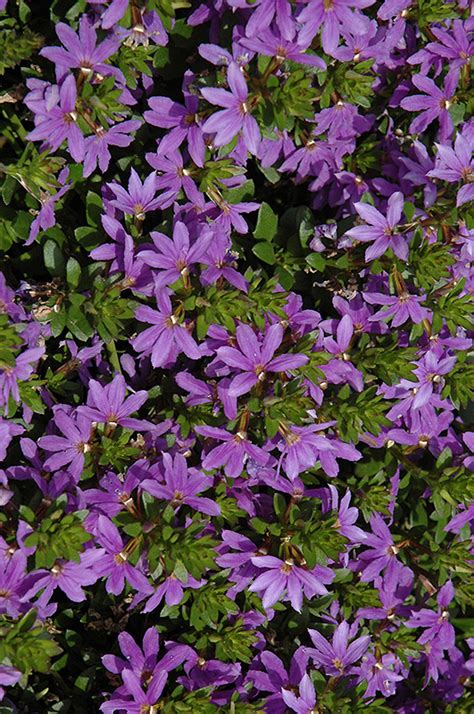 Brilliant Fan Flower Scaevola Aemula Brilliant In Lancaster York