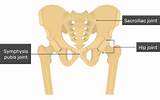 The human backbone is also called the spine, and it consists of a vertebral column that has many bones. Hip Bone Anatomy - Introduction