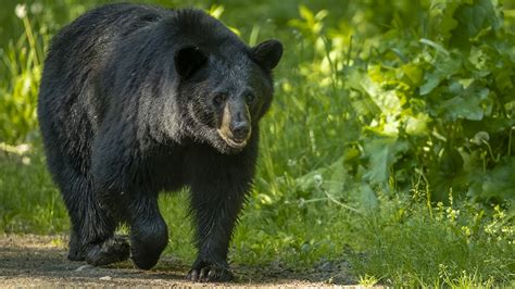 Black Bear Treks 50 Miles To New Hampshire In 10 Days Necn