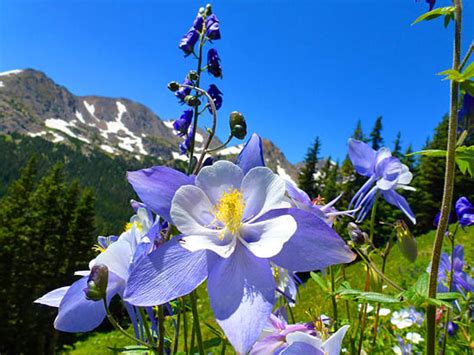 Protrails Wildflowers Of The Rockies Photo Gallery