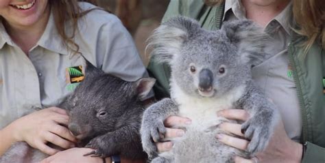 Koala And Wombat Become Best Friends After Meeting At An Australian Zoo
