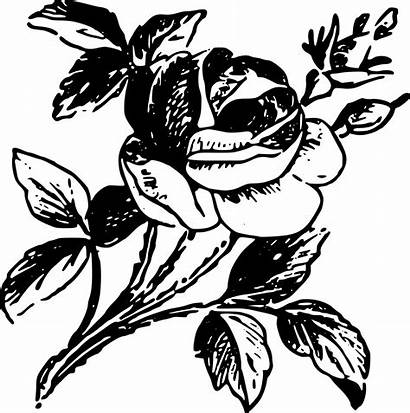 Rose Drawing Stencil Stencils Printable Draw Clipart