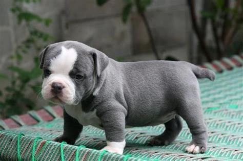 Itty Bitty Pitty Grey Pitbull Puppies Bulldog Puppies Cute Puppies