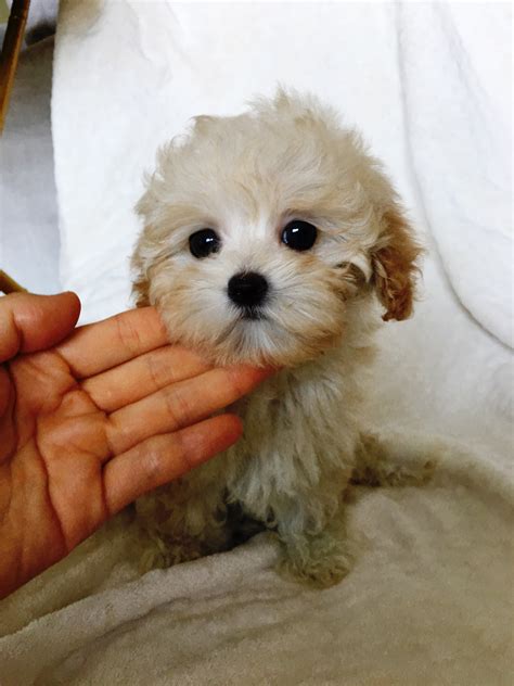 We did not find results for: Teacup Maltipoo Puppy for sale los angeles, california ...