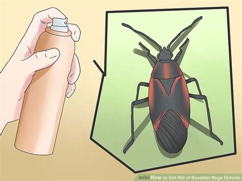 Here are some effective ways to get rid of them and keep them away, the natural way. 3 Ways to Get Rid of Boxelder Bugs Outside - wikiHow