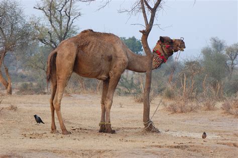 How do i handle failures when consuming for example from a ftp server? | Camel Camel | Camel Pictures | Camel Images | Camel ...