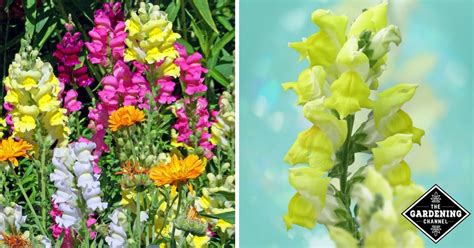 Growing Snapdragons Flowers A How To Guide Gardening Channel