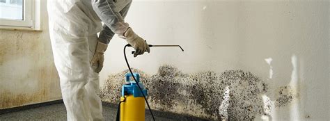 Whats The Difference Between Mold Remediation And Mold Removal Simply