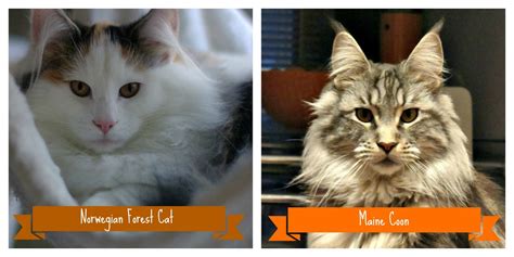 Largest cat breeds in relation to a maine coon cat. maine coon vs norwegian forest cat | pretty,strange | Flickr