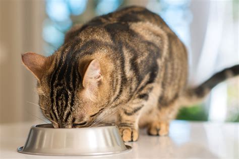 Taurine is required for cats, included in cat foods, but not in enough quantity from all i've been told. Natural Sources of Taurine for Cats
