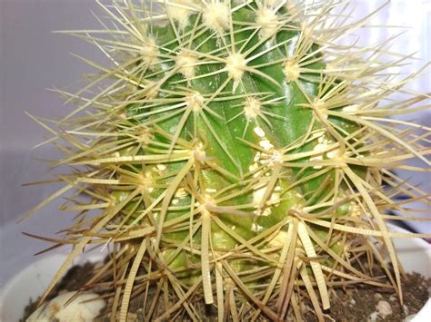 So, you might wonder, how fast will my cactus plant grow? Ask a Question forum: Golden barrel cactus white spots and ...