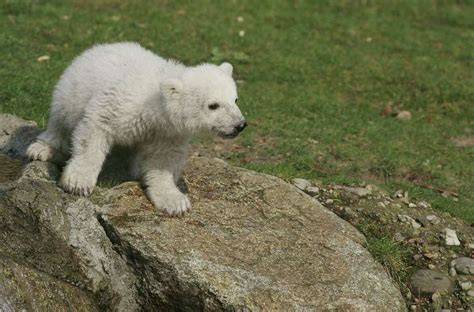 Polar Bear Knut Dies At German Zoo