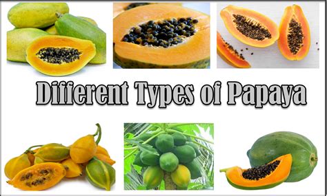 Kinds Of Papayas