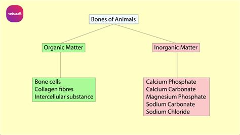 Composition Of Bone Organic And Inorganic Veterinary Anatomy