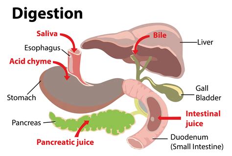Vintage Digestion Diagram Digestion Diagram Graphics