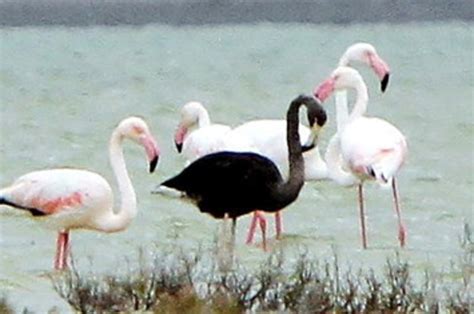 Flamingo Black Background