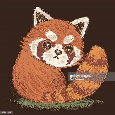 Cute Red Pandas Photos And Premium High Res Pictures Getty Images