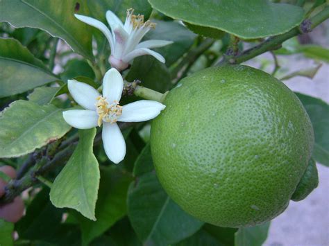 File:Lime Blossom.jpg - Wikipedia, the free encyclopedia