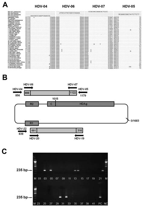 Polymerase chain reaction (pcr) is a method widely used to rapidly make millions to billions of copies of a specific dna sample, allowing scientists to take a very small sample of dna and amplify it to. Strategy of primer design and RT-PCR schema. (A) Primer ...