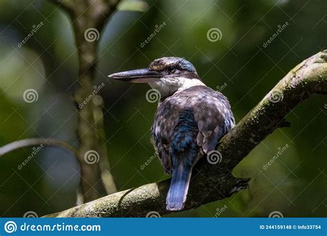 Forest Kingfisher In Queensland Australia Stock Photo Image Of