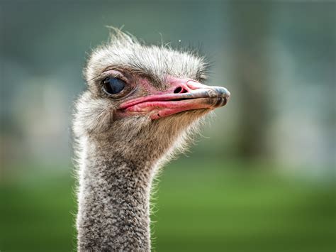 Free Images Animal Photography Avian Beak Bird Funny Head Macro