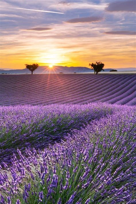 Vertical Panorama Of A Lavender Field At Sunset By Aurélien Laforêt On
