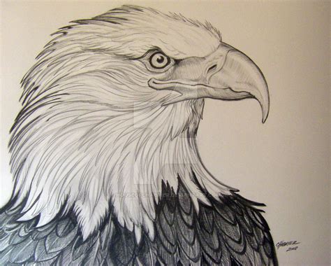 Eagle Head Drawing At Getdrawings Free Download
