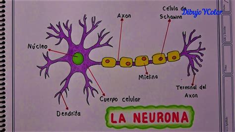 Partes De La Neurona Dibujo De La Neurona Y Sus Partes Youtube The