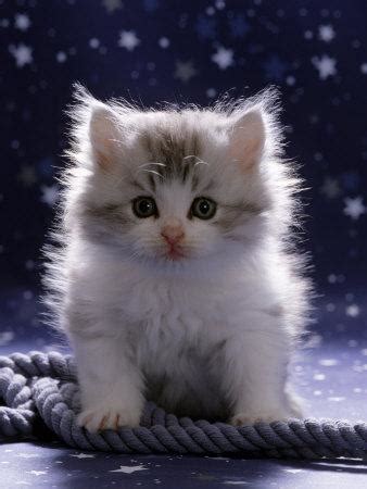 Collection by sir tinte • last updated 6 weeks ago. 'Domestic Cat, 7-Week Fluffy Silver and White Kitten ...