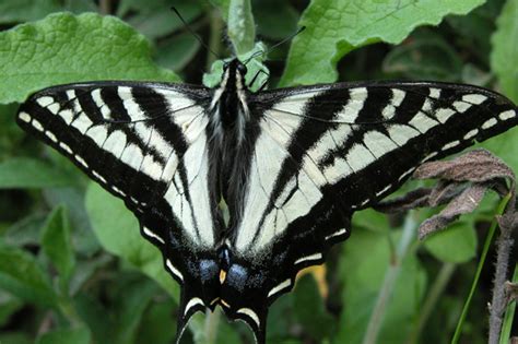 Papilio Eurymedon BugGuide Net