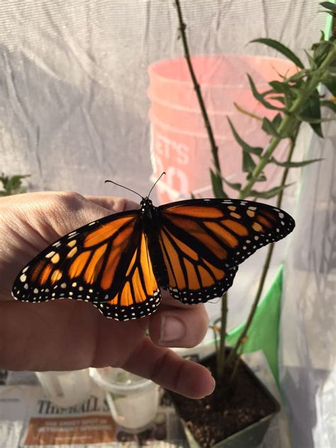 This acrylic painting is capturing a moment in time where all monarchs take that flight home after emerging from the chrysalis. Monarch | Animals beautiful, Butterfly, Cute creatures