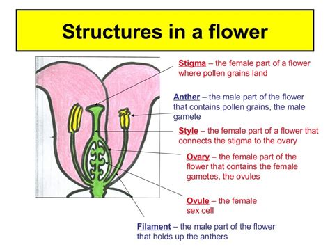 The Stages Of Fertilisation In A Flowering Plant