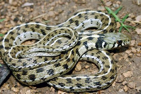 Checkered Garter Snake Features Distinct Pattern