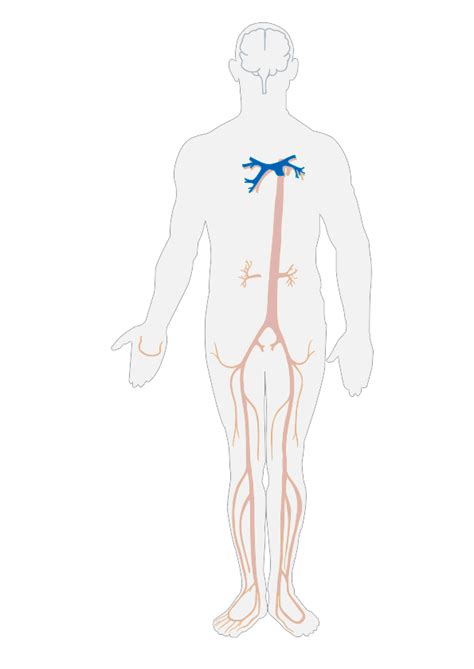 Veins are blue blood vessels that carry blood towards the heart. 17.4: Blood Vessels - Biology LibreTexts
